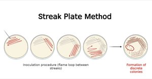 Streak plate method for isolation of pure cultures