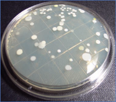 Rodac plate with microbial colonies