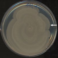 Swarming motility on agar plate