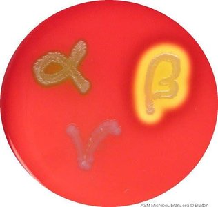 Blood agar showing alpha, beta, and gamma hemolysis