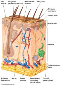 Cross-section of skin showing epidermis, dermis, glands, and hair follicles