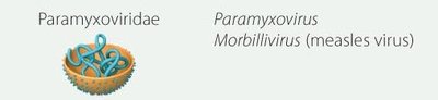 Paramyxoviridae and Morbillivirus structure
