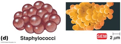 Staphylococci clusters, SEM image