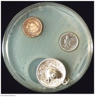 Heavy metals in petri dish
