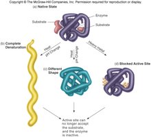 Protein denaturation mechanisms