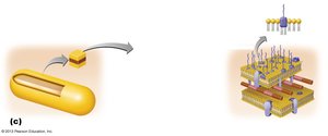 Gram-negative cell wall structure
