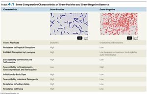 Comparative characteristics of Gram-positive and Gram-negative bacteria (Part 2)