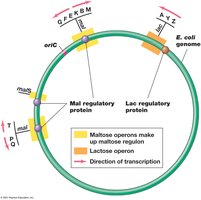 Maltose regulon and lac operon organization in E. coli genome