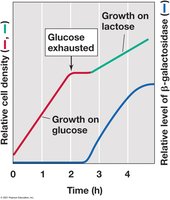 Diauxic growth curve showing glucose and lactose utilization
