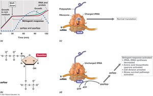 Stringent response in E. coli: effect on ribosome activity and RNA synthesis