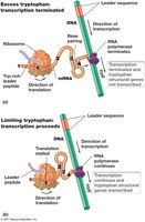 Attenuation mechanism in the trp operon