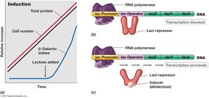 Induction of the lac operon by lactose