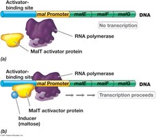 Activation of the mal operon by maltose and MalT activator protein
