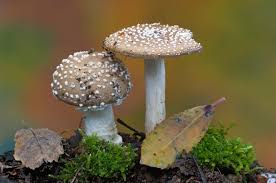 Fungi (mushrooms)