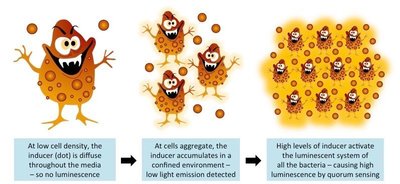 Quorum sensing and luminescence