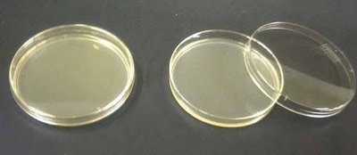 Petri plate with agar