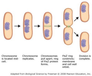 Molecular steps of binary fission including FtsZ ring formation