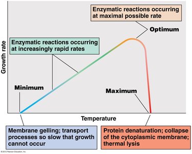Growth rate vs temperature showing minimum, optimum, and maximum