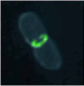 Fluorescent image showing FtsZ ring during cell division