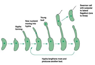 Budding process in Caulobacter