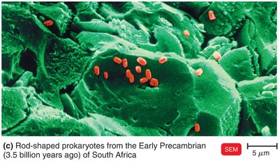Fossilized prokaryotes: SEM