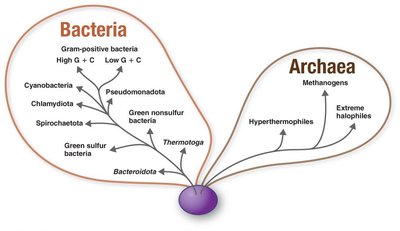 Phylogenetic relationships of prokaryotes