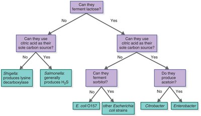 Metabolic characteristics for identifying enteric bacteria