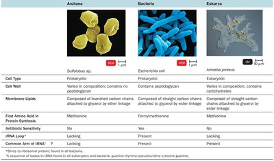 Comparison of Archaea, Bacteria, and Eukarya