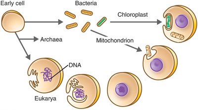 Model of the origin of eukaryotes