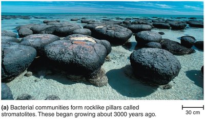 Fossilized prokaryotes: stromatolites