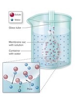 Osmosis experimental setup