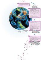 Steps in biofilm formation