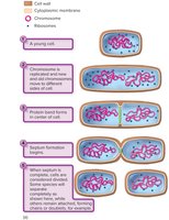 Steps in binary fission of rod-shaped bacterium
