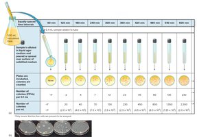 Steps in a viable plate count