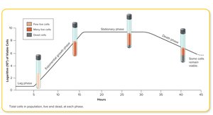Growth curve in bacterial culture