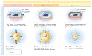 Cell responses to osmosis