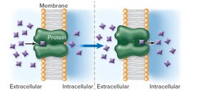 Facilitated diffusion through protein channel