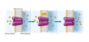Active transport with ATP