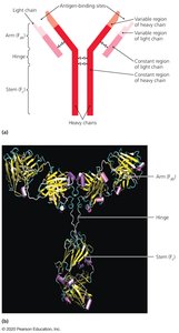 Antibody structure showing variable and constant regions, heavy and light chains