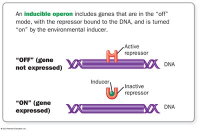 Inducible operon