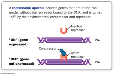 Repressible operon