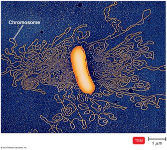 Bacterial chromosome structure