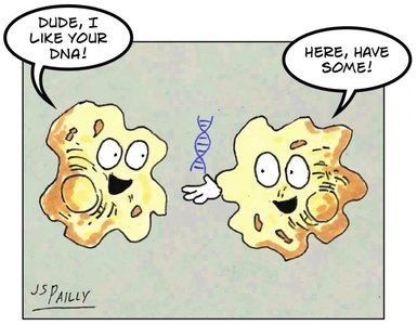 Cartoon of bacterial transformation