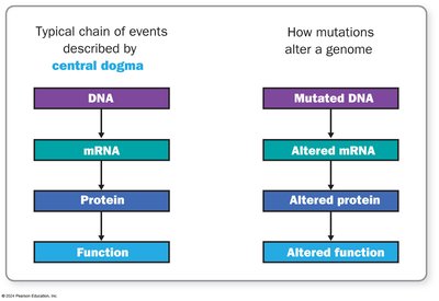 Central dogma and mutation effects