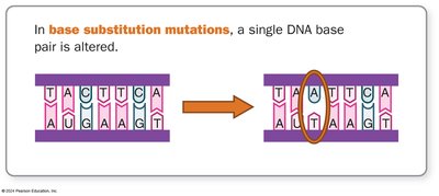 Frameshift mutation