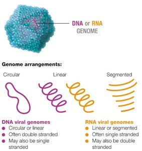Viral genome arrangements: DNA or RNA, circular, linear, segmented