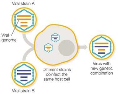 Viral reassortment leading to new genetic combinations