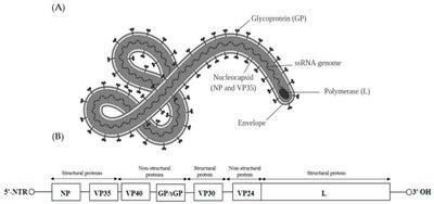 Ebola virus structure and genome organization