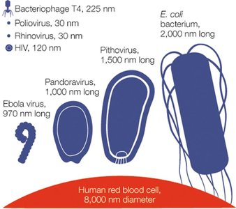Relative sizes of viruses and bacteria