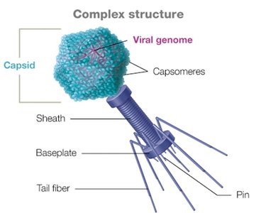 Complex bacteriophage structure